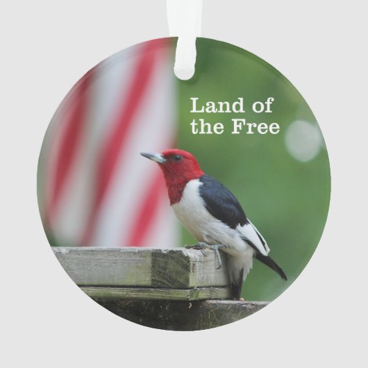 pivert Rouge-dirigé (dos)