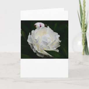 Pivoine, carte