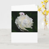 Pivoine, carte (Fleur jaune)