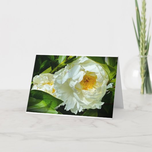 Pivoine, carte (Devant)
