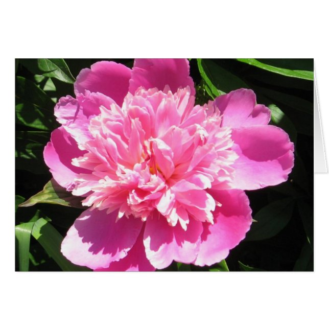 Pivoine rose (Devant horizontal)