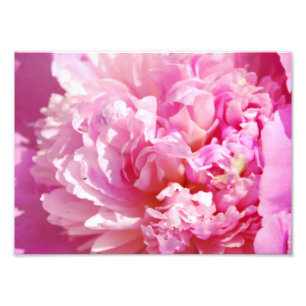 Pivoine rose de photographie