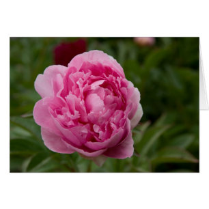 Pivoine rose Rosa Pfingstrose