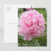 Pivoine "Sarah Bernhardt" : Carte postale (Devant / Derrière)