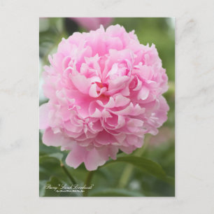 Pivoine "Sarah Bernhardt" : Carte postale