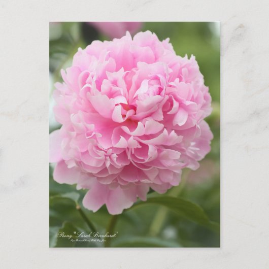 Pivoine "Sarah Bernhardt" : Carte postale (Devant)