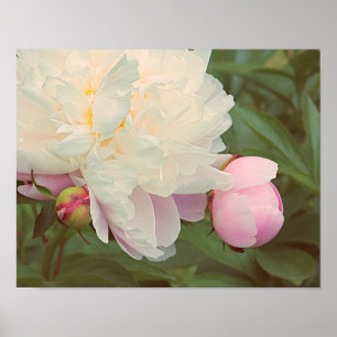 Pivoines Affiche d'art de pivoine et de bourgeon r