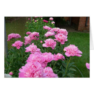 Pivoines roses