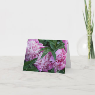 Pivoines roses