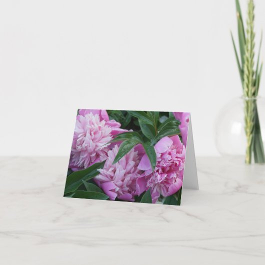 Pivoines roses (Devant)