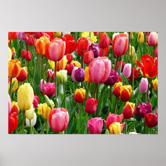 pixabay.comentulips-tulip-bed-kleurig-kleur-52126 poster (Voorkant)