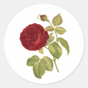 PixDezine  Victoriaans rode roos/redoute Ronde Sticker