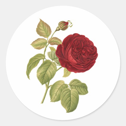 PixDezine  Victoriaans rode roos Ronde Sticker (Voorkant)