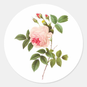 PixDezine  Victoriaans rozen/redoute Ronde Sticker
