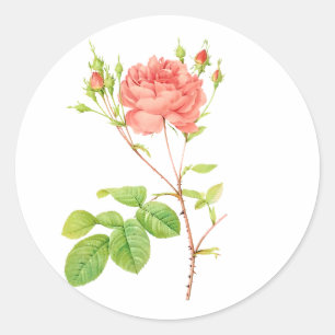 PixDezine vintage victoriaanse rozen/redoute Ronde Sticker