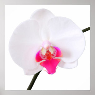 PixDezines phalaenopsis dorne/witte orchidee Poster