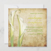 PixDezines  Witte Calla lilies Kaart (Achterkant)
