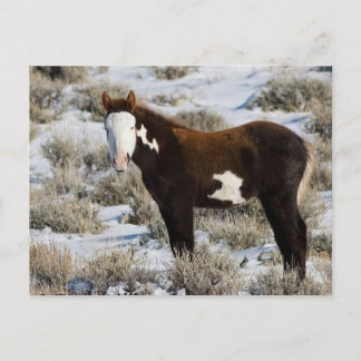 PJ De verf Briefkaart