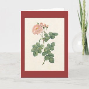PJ Redoute - Rosa damascenadageraad Kaart