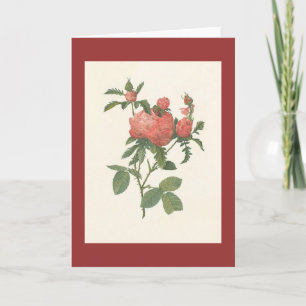 PJ Redoute - Rosa foliacea van centifoliaprolifera Kaart