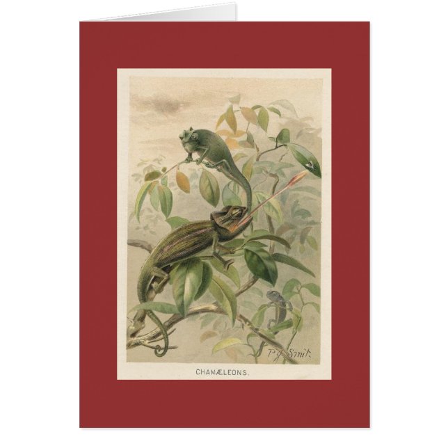 PJ Smith - Chameleons (Voorkant)