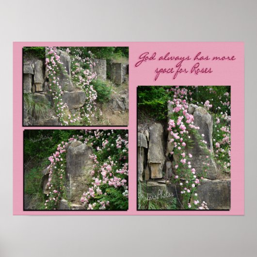 Pk old-fashroses op bluff-ZP Poster (Voorkant)