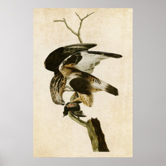 Plaat 166 | Ruigpootvalk | Vogels van Amerika Poster