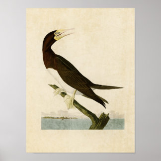 Plaat 207 | Booby Gannet | Vogels van Amerika Poster
