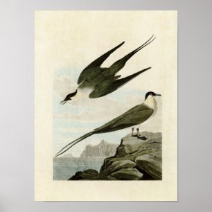 Plaat 267   Arctische Jager   Vogels van Amerika Poster