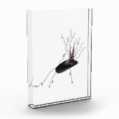 Placenta anatomie health science biotion gedicht k fotoblokken (Links)