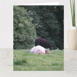 Placez le loup pour surveiller les moutons, Carte 