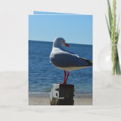 Plage Sea Gull, carte d'anniversaire (Dos)
