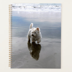 Plage Westie Réflexion