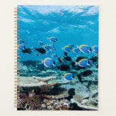 Plages tropicales | Esturgeon Parmi le corail (Devant)