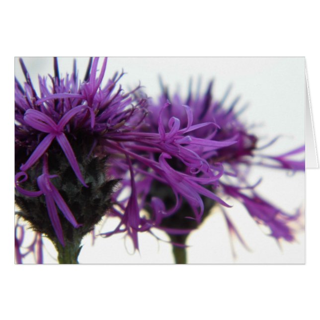 Plain Card - Thistle (Voorkant Horizontaal)