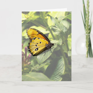 Plain Tiger Butterfly-kaart Kaart