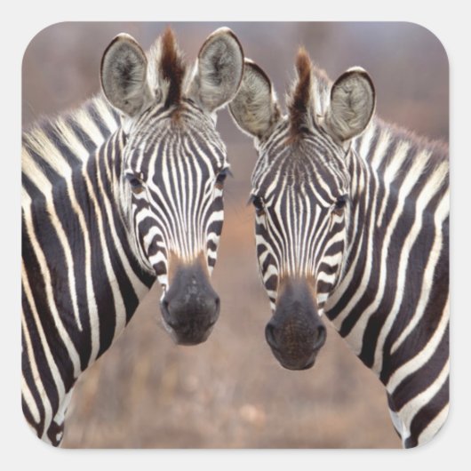 Plain Zebras, Nationaal Park Kruger Vierkante Sticker (Voorkant)