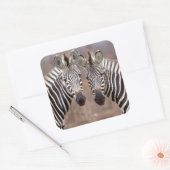 Plain Zebras, Nationaal Park Kruger Vierkante Sticker (Envelop)