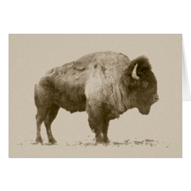 Plains Bison (Voorkant Horizontaal)