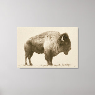 Plains Bison Canvas Afdruk
