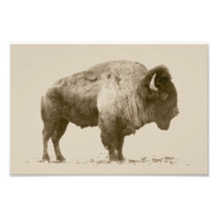 Plains Bison Foto Afdruk