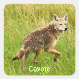Plains Coyote Wildlife Animal Art Vierkante Sticker
