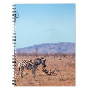 Plains zebra in het Nationaal Park Kruger in Zuid- Notitieboek