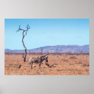 Plains zebra in het Nationaal Park Kruger in Zuid- Poster