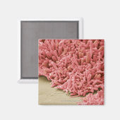 Plakvormende bacteriën, gekleurd scannen magneet (Voorkant / Achterkant)