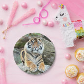 Plan Papier. Photo tiger 04. Assiette en Papier. (Fête)