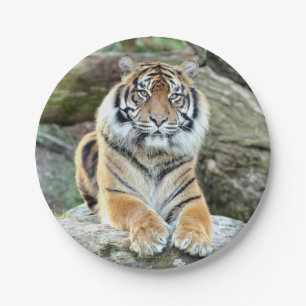 Plan Papier. Photo tiger 04. Assiette en Papier.
