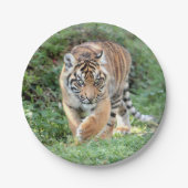 Plan Papier. Photo tiger 05. Assiette en Papier. (Devant)