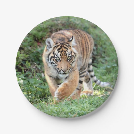 Plan Papier. Photo tiger 05. Assiette en Papier. (Devant)