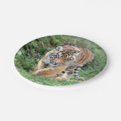 Plan Papier. Photo tiger 05. Assiette en Papier. (Angle)